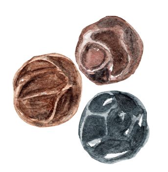 watercolor hand painted black pepper peas spice isolated on white background