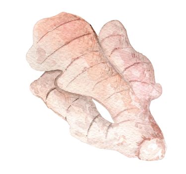 watercolor ginger root on isolated white background. Ingredient for cooking.