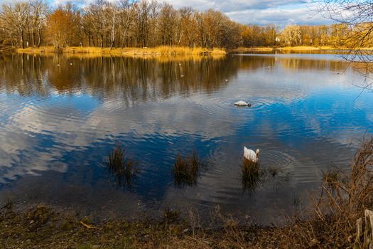 Big lake full of ducks and swans in park next to few high block of flats 