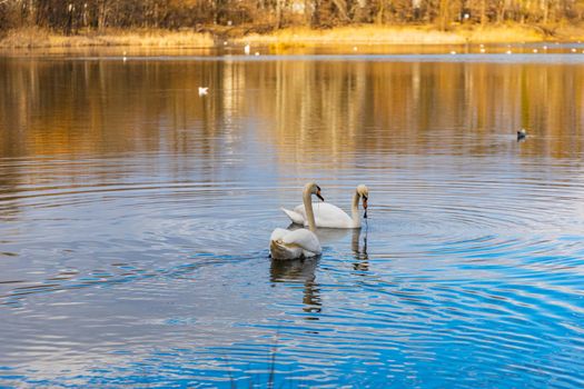 Swans and ducks swimming in big lake in center of small park