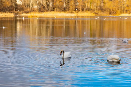 Swans and ducks swimming in big lake in center of small park