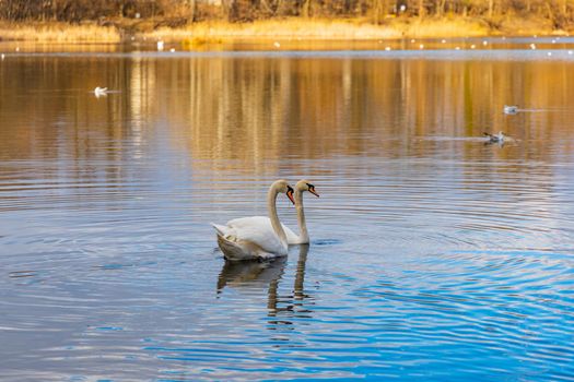 Swans and ducks swimming in big lake in center of small park