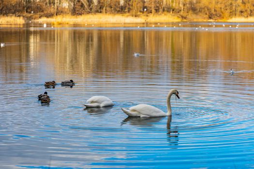 Swans and ducks swimming in big lake in center of small park