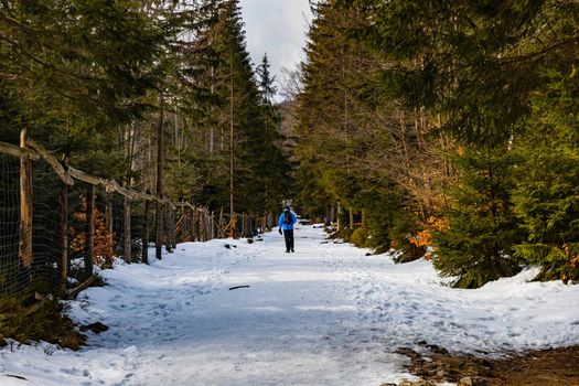 People walking through icy mountain trail next to wooden fence and high trees