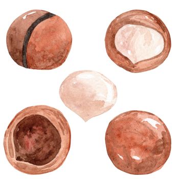 watercolor hand drawn macadamia nut in shell set isolated on white background