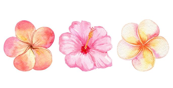 watercolor orange tropical flowers set isolated on white background. Plumeria and pink hibiscus collection