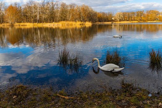 Big lake full of ducks and swans in park next to few high block of flats 