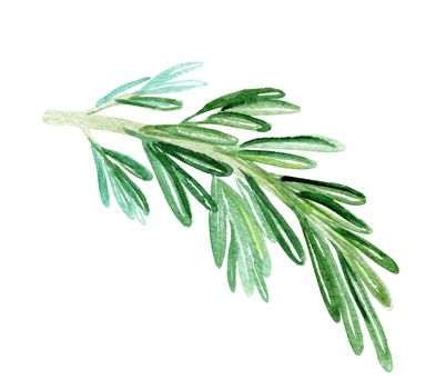 watercolor rosemary branch on white background. Green herbs spices