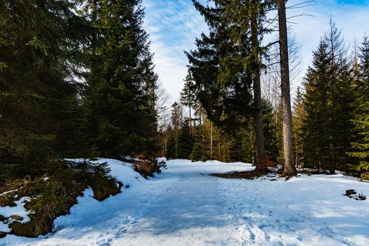 Long mountain trail full of fresh snow and ice between high old trees 