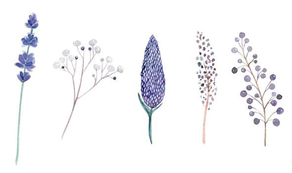 watercolor hand drawn purple and green herbs and flowers set isolated on white background. Lavender branches