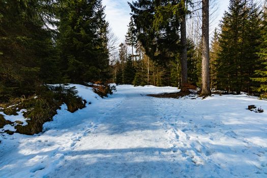 Long mountain trail full of fresh snow and ice between high old trees 