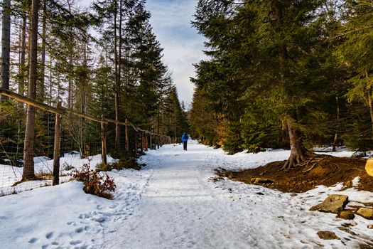 People walking through icy mountain trail next to wooden fence and high trees