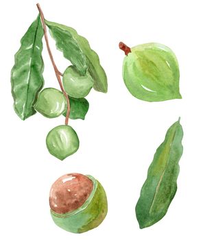 watercolor hand drawn macadamia fruits and nuts with green leaves set isolated on white background