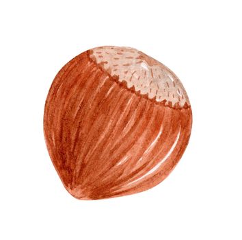 watercolor whole hazelnut in shell isolated on white background