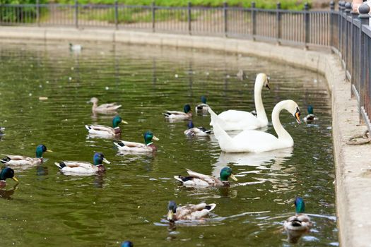 A white swan with a long neck and a red beak floats on the water. Close up