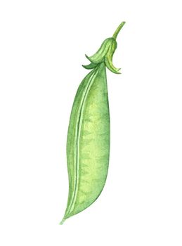 closed pea pod isolated on white background. Hand drawn watercolor green plant illustration