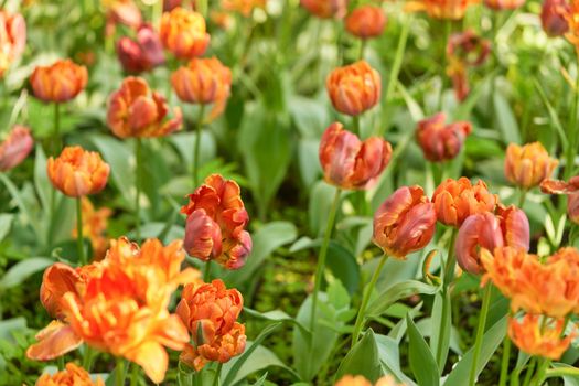 Bright flowers of tulips on a tulip field on a sunny morning, spring flowers tulips