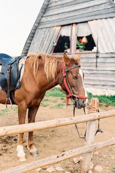 Horse with a harness stands at a hitching post near a wooden house. High quality photo