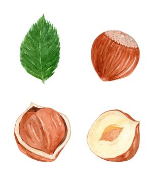 watercolor hazelnut and leaves set isolated on white background for branding, fabric, logo design