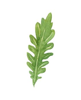 Watercolor green arugula leaf isolated on white background. Hand drawn greenery for kitchen, recipes, cooking, menu decor