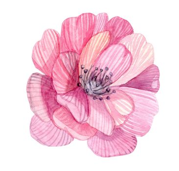 watercolor pink flower illustration isolated on white background