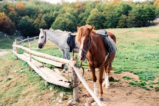 Horses on the farm stand at the hitching post. High quality photo