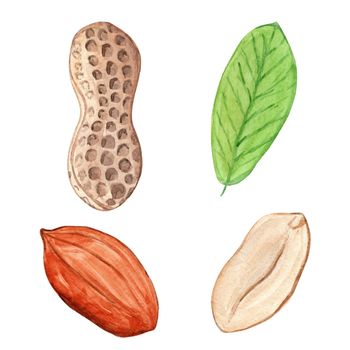 watercolor peanut set isolated on white background. Nut leaf and nutshell illustrations