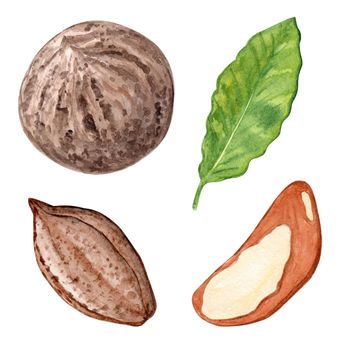 watercolor Brazil nuts set isolated on white background. Bertholletia plant hand drawn illustration