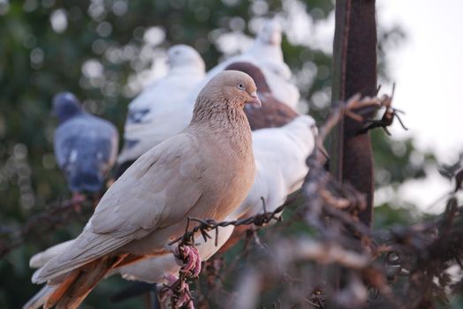 pigeon birds in nature
