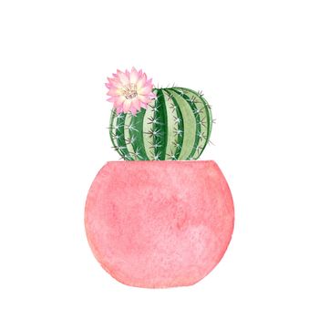 watercolor hand drawn cactus with flower in pink pot isolated on white background