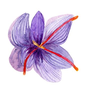 watercolor purple saffron flower isolated on white background