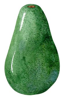 Watercolor green whole avocado fruit isolated on white background