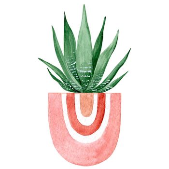 watercolor haworthia houseplant in pink pot isolated on white background. Boho indoor garden