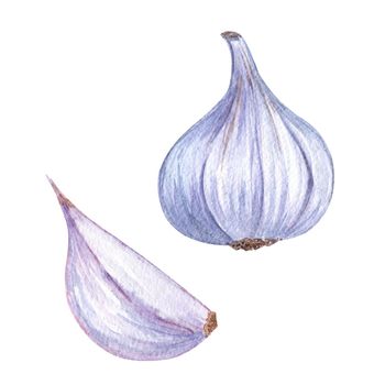 watercolor fresh garlic isolated on white background. Hand drawn vegetable