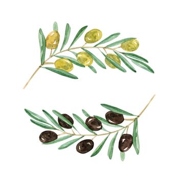 Watercolor olive branches set isolated on white background. Hand drawn green and black olive twigs illustration