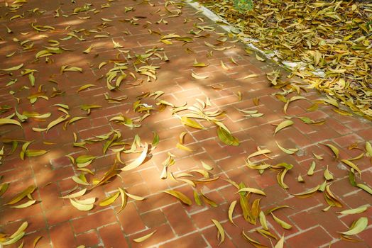 fallen leaves on ground close up .