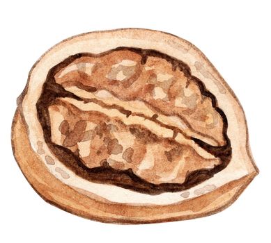 watercolor opened walnut isolated on white background. Unshelled nut illustration