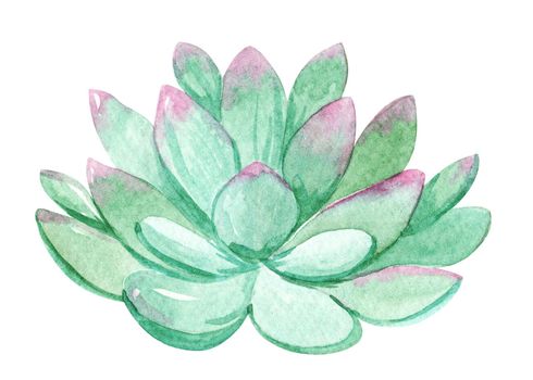 watercolor green succulent isolated on white background. Hand drawn houseplant echeveria illustration