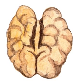 watercolor peeled walnut isolated on white background. nut hand drawn illustration