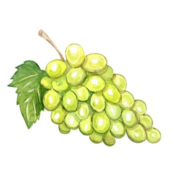 watercolor green grape isolated on white background. Fruit illustration