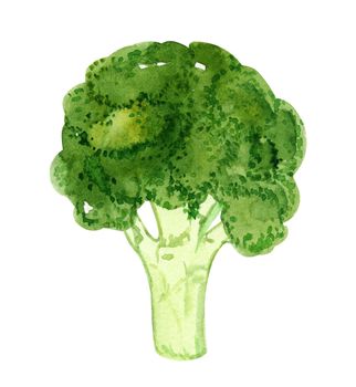 watercolor green broccoli isolated on white background. Vegeteble illustration