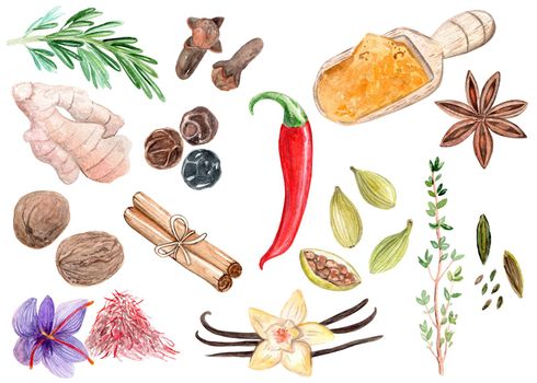 watercolor spices and herbs clipart on white background for cooking and menu design