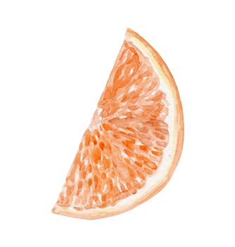 Watercolor orange fruit cut slice isolated on white background