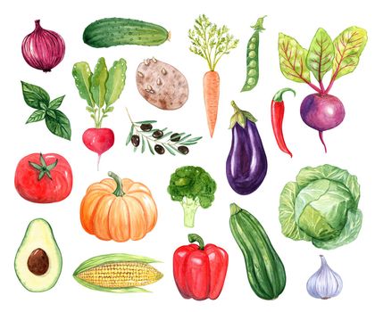 Watercolor vegetables set isolated on white background. Hand drawn onion, beetroot, carrot, cabbage, pepper, eggplant, broccoli, pepper, tomato and potato illustrations