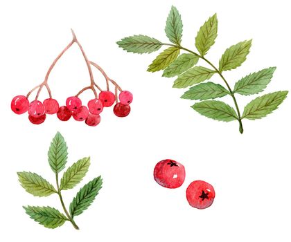 watercolor hand drawn rowan green branches and red berries set isolated on white background