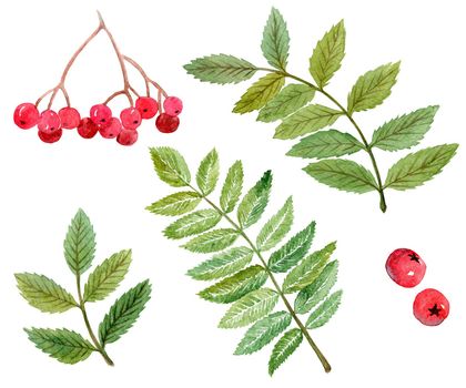 watercolor rowan berries and branches with green leaves isolated on white background