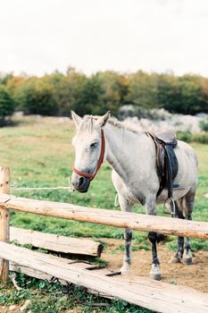 White horse stands at a hitching post on a green pasture. High quality photo
