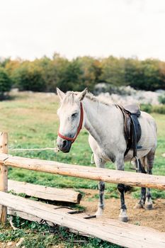 White horse stands at a hitching post on a green pasture. High quality photo