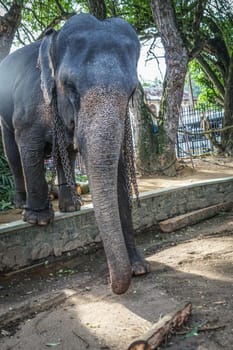 Image of elephant (Sri Lanka Candy). Shooting Location: Sri Lanka, Candy