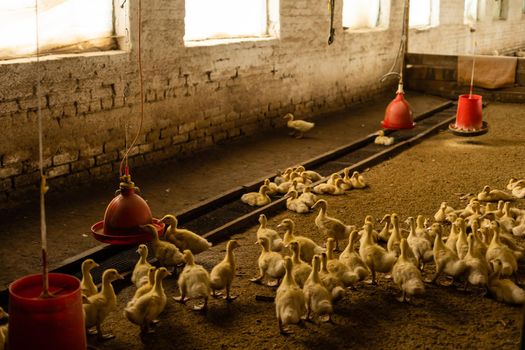 Fluffy Goslings in a Backyard. Adorable Baby Animals.